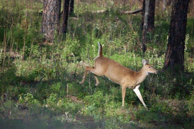 Citrus County Wildlife.jpg